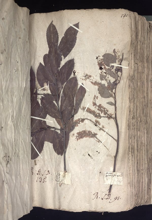 petiver herbarium