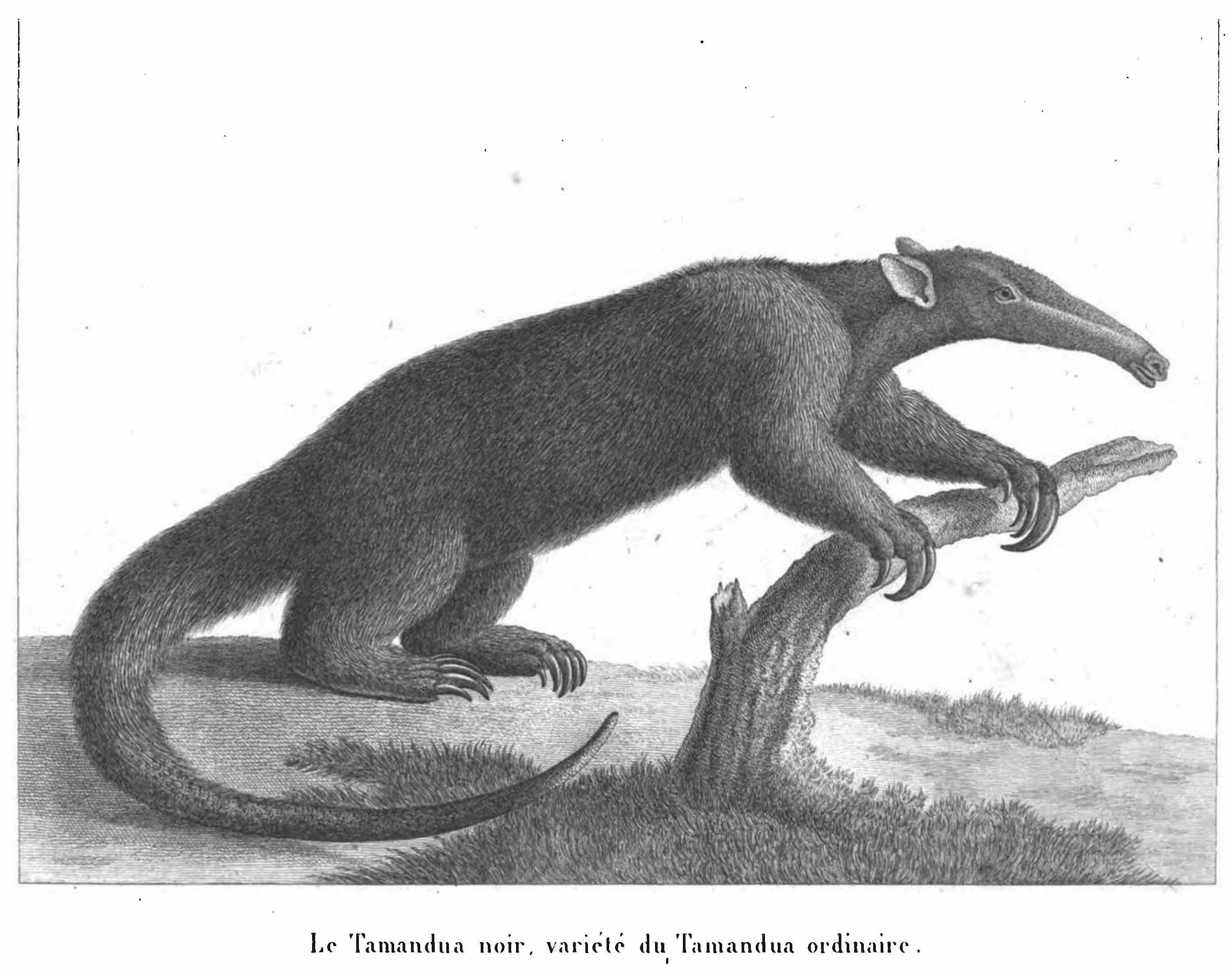 1 Anteater