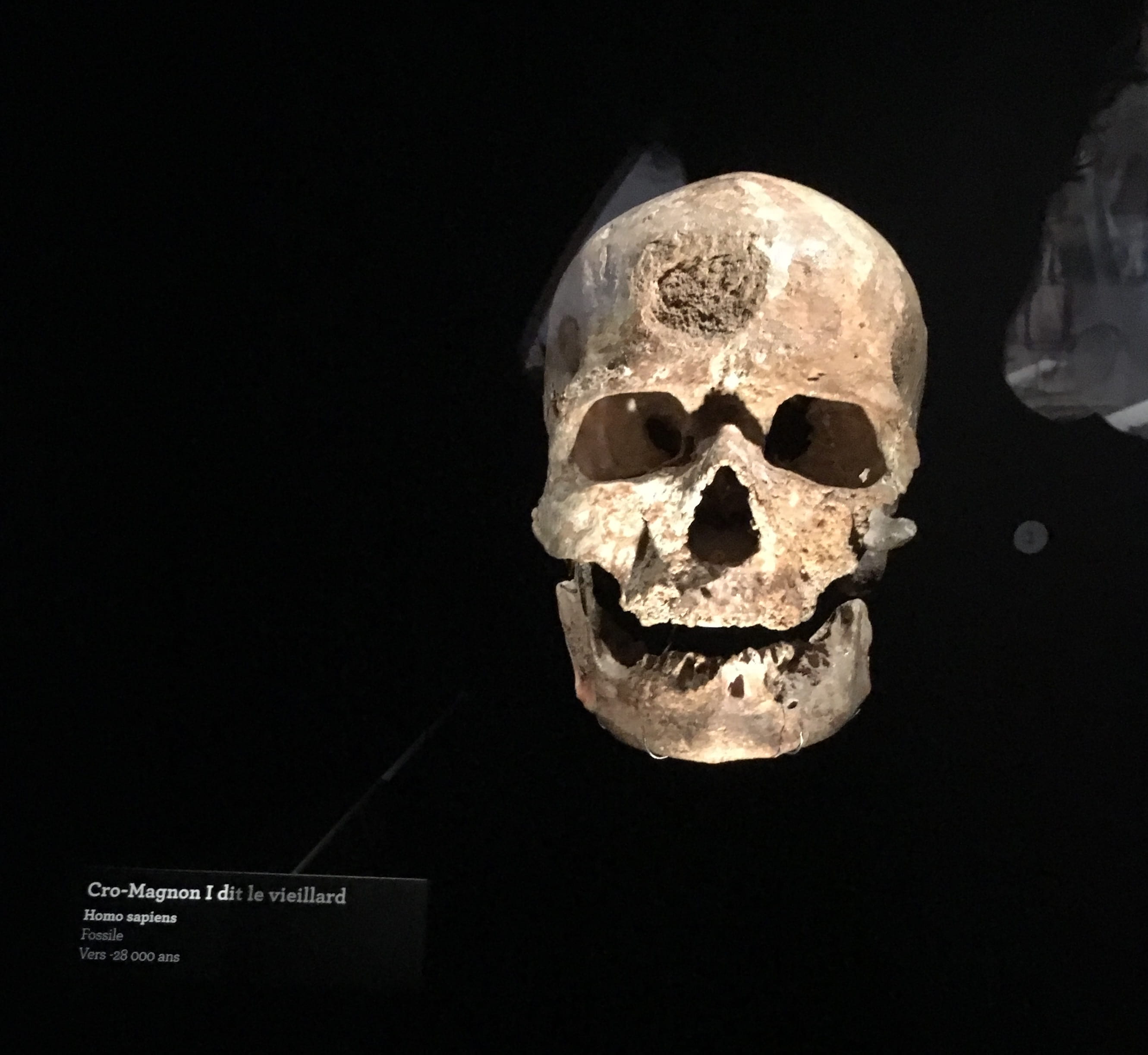 Real skulls from our ancestors, such as Cro-Magnon man, excavated in France are a highlight (author photo)