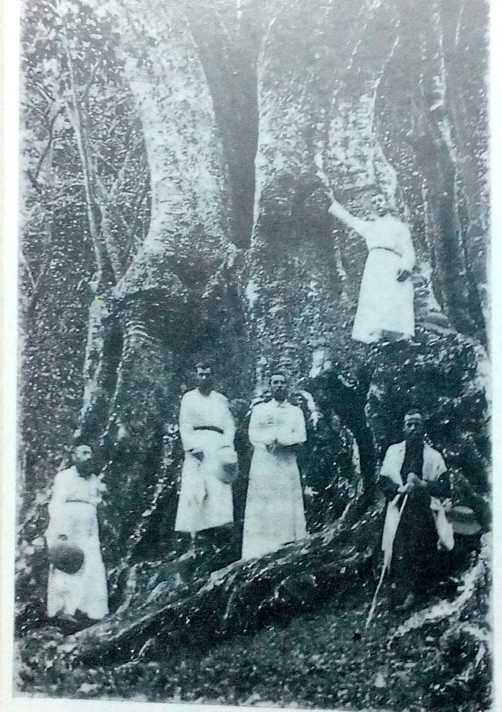 Jesuits with the oldest tree on the Palni Hills 1903 - Courtesy Rapinat Herbarium Trichy