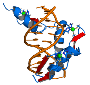 300px-Zinc_finger_DNA_complex